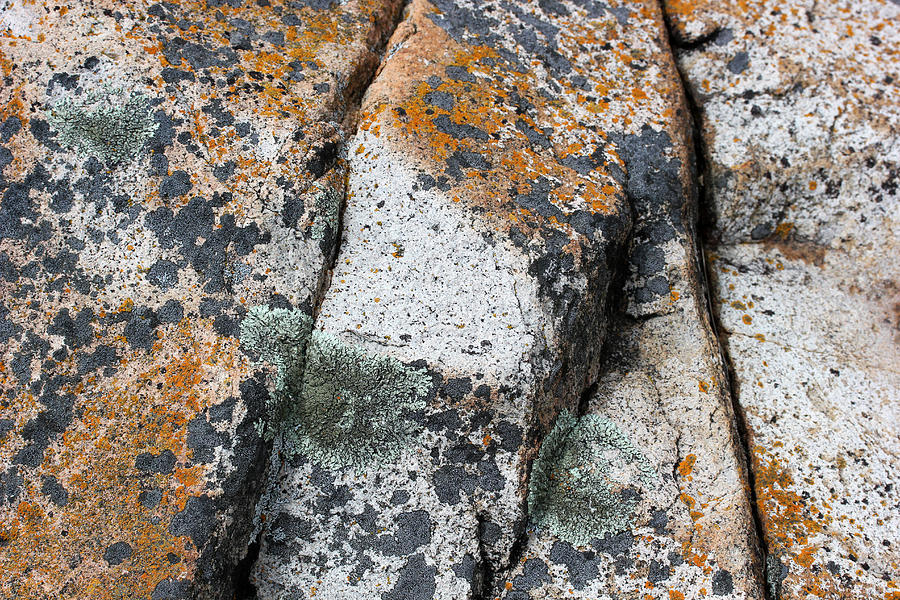 Acadia Granite 5 Photograph by Mary Bedy