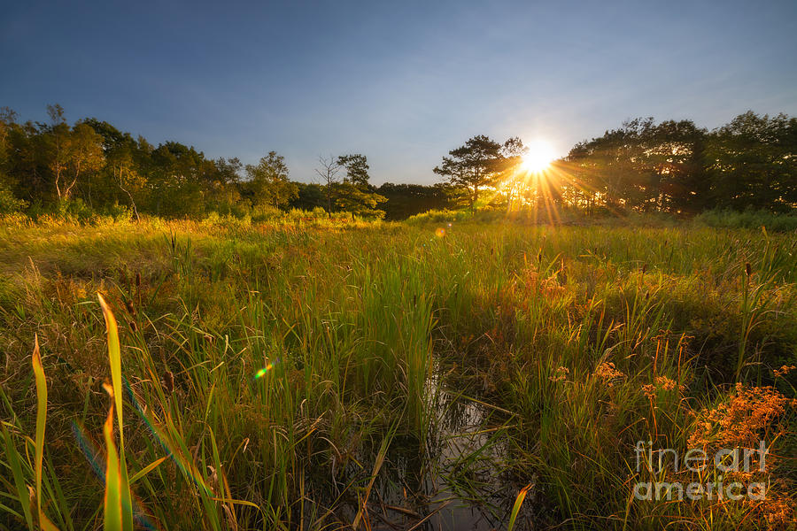 Acadia Marsh Sunrise  Photograph by Michael Ver Sprill