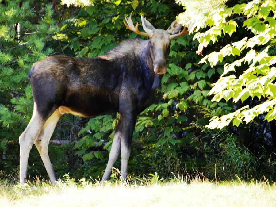 Acadia Moose Photograph by Lena Hatch