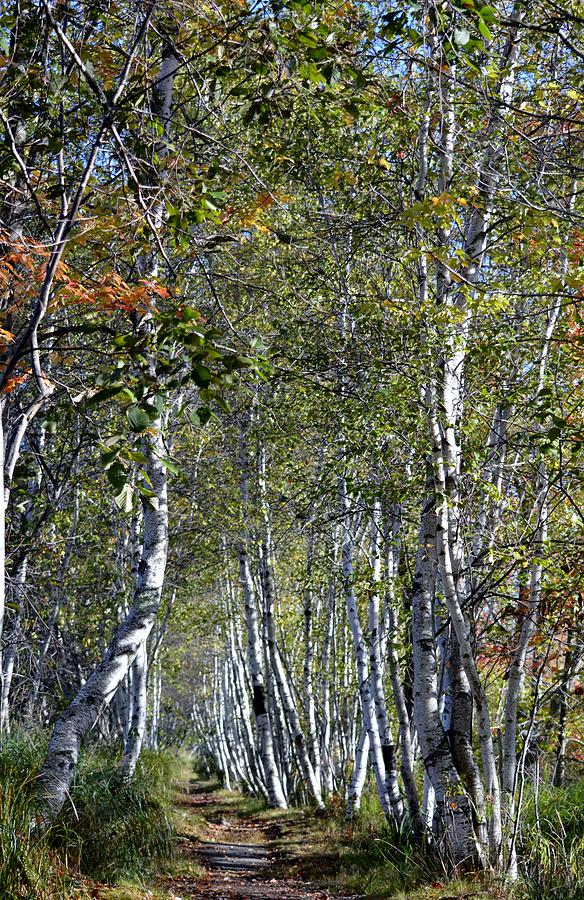 Acadia National Park Emory Trail Birches Photograph by Lena Hatch