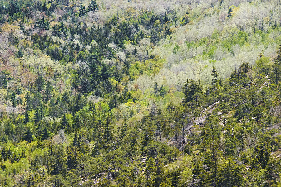 Acadia National Park - Mount Desert Island - Forest in Spring Photograph by Keith Webber Jr