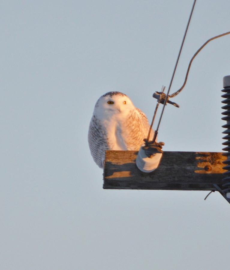 Acadia Snow Owl Photograph by Lena Hatch