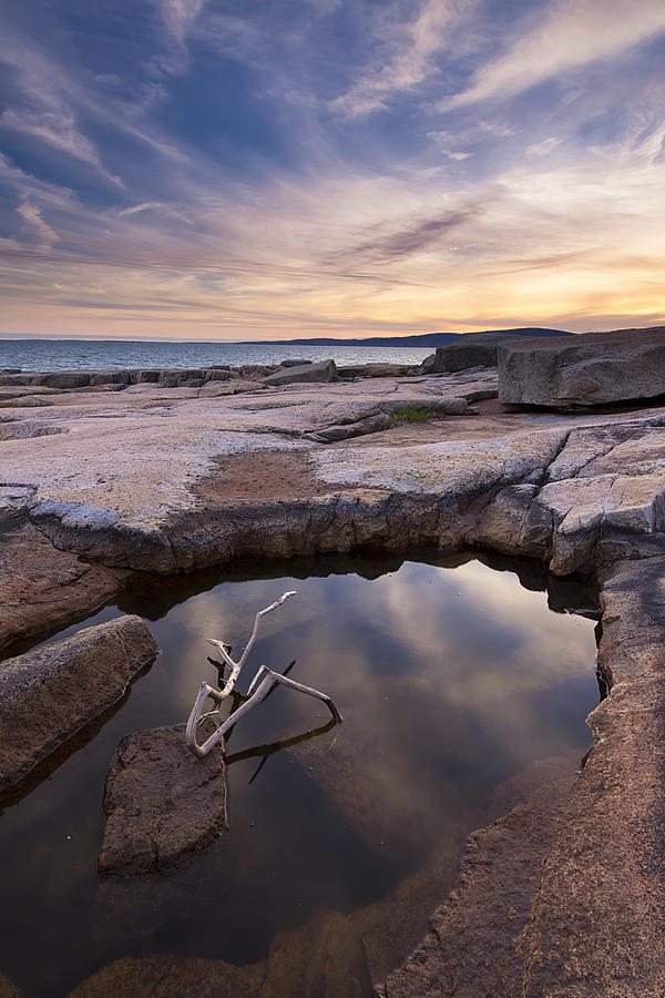 whats in maine tidal pools