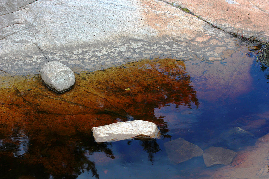 Acadia Tide Pool Photograph by Mary Bedy