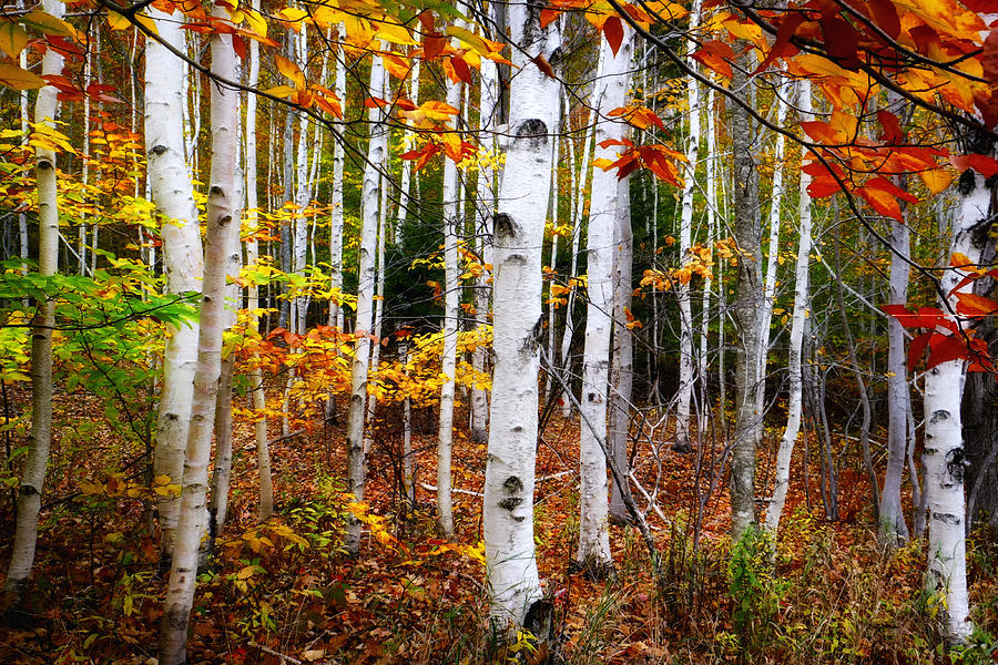 Acadia White Birch Trees Photograph by Dick Wood