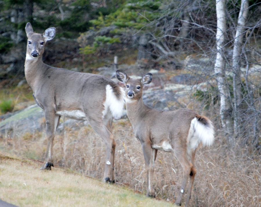 Acadia White Tail Deer Photograph by Lena Hatch