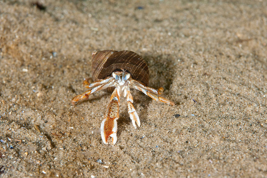 Acadian Hermit Crab, Juvenile Photograph by Andrew J. Martinez - Fine ...