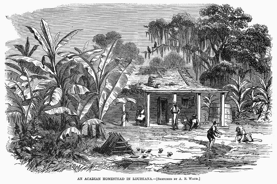 Acadian Homestead, 1867 Drawing by A R Waud