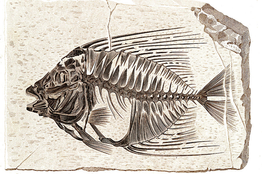Acanthonemus Prehistoric Fish Fossil Photograph by Collection Abecasis