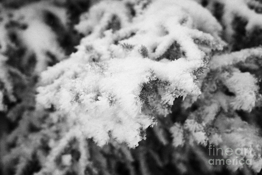 Winter Photograph - acculumated snow and hoar frost on fir tree branches during winter Forget Saskatchewan Canada by Joe Fox