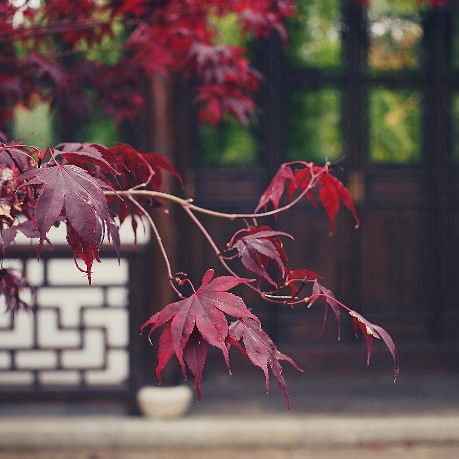 Acer Photograph - Acer 2 by Patrick Horgan Acer Photograph - Acer 2 by Patrick Horgan