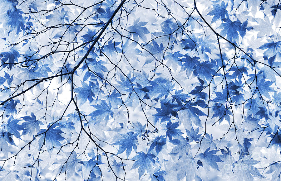 Acer Blue Photograph by Tim Gainey