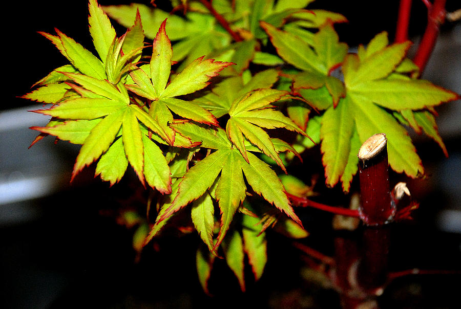Acer Photograph - Acer by Frank Gaffney