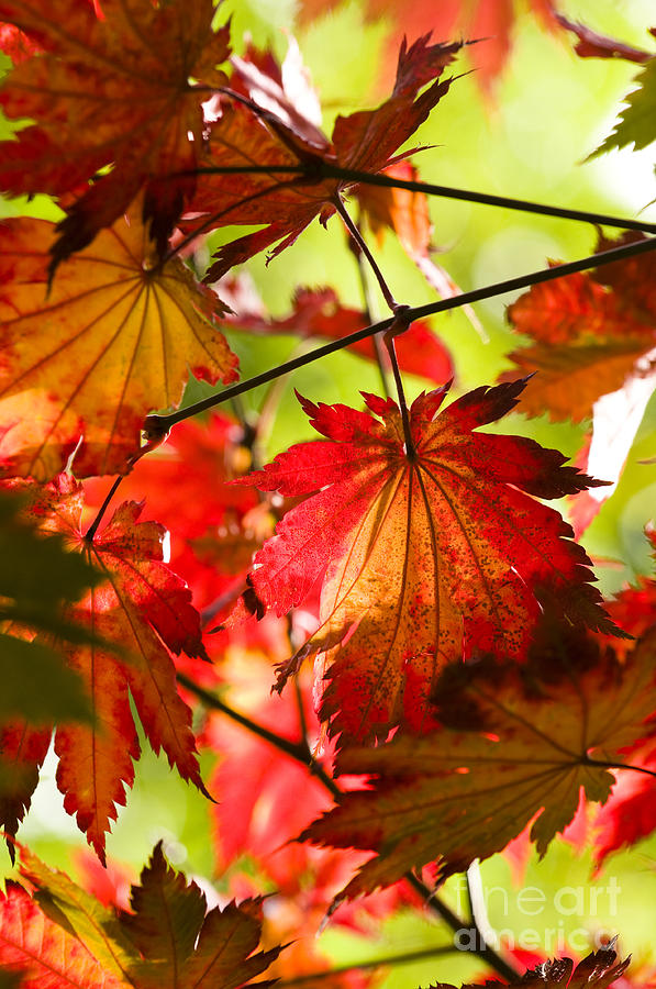 Acer japonicum O isami Photograph by Anne Gilbert