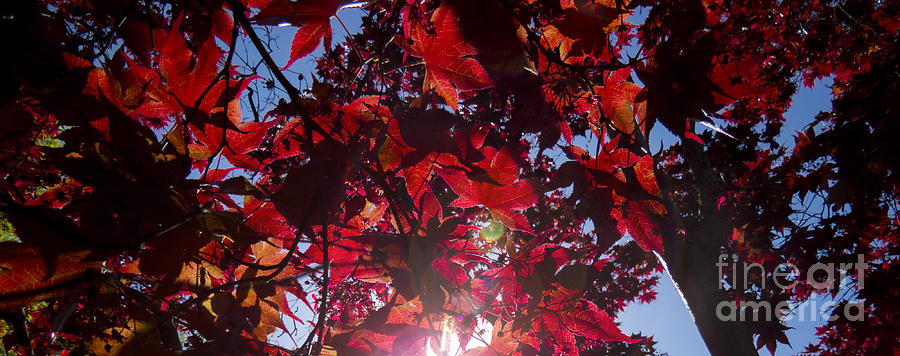 Acer Palmatum 6c Photograph by Jon Munson II