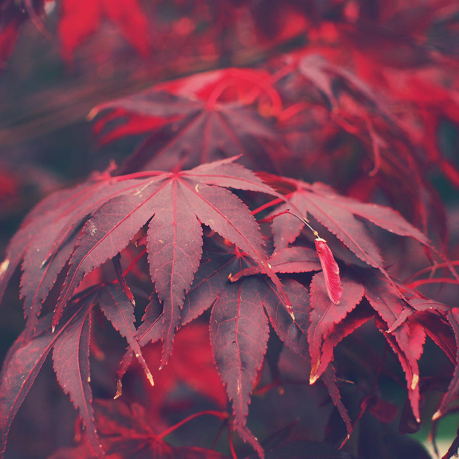 Acer Photograph - Acer by Patrick Horgan Acer Photograph - Acer by Patrick Horgan