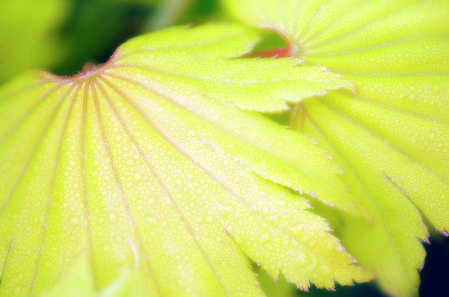 Acer Shirasawanum aureum Leaves Photograph by Maria Mosolova/science Photo Library