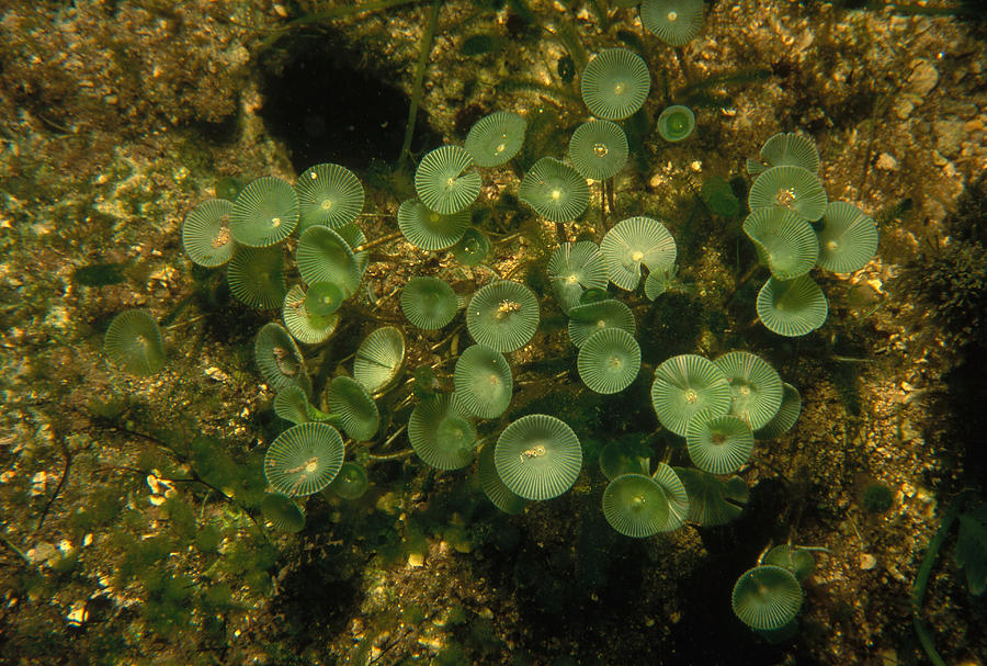 Acetabularia Algae Photograph by Newman & Flowers