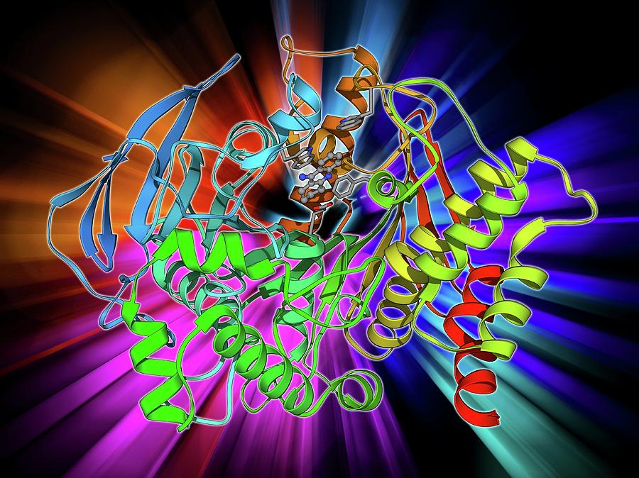 Acetylcholinesterase Molecule Photograph by Laguna Design