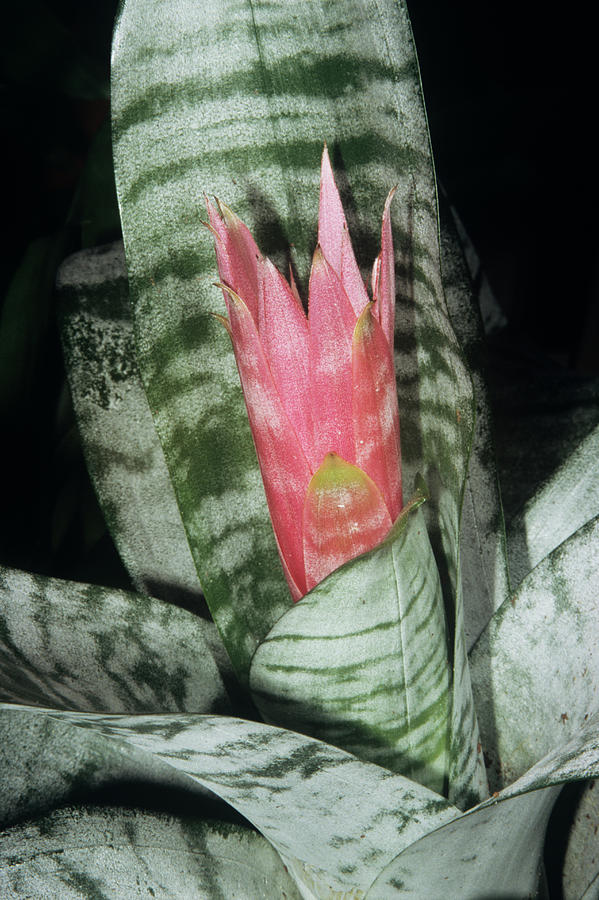 Flowers Still Life Photograph - Achemea primera Flower by M F Merlet/science Photo Library