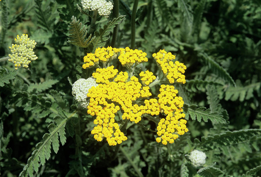 Achillea 'coronation Gold' Flowers Photograph by Sally Mccrae Kuyper ...