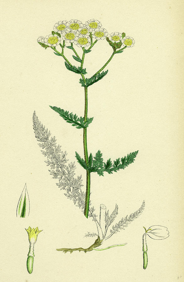 Achillea Millefolium Common Yarrow Drawing by English School Fine Art