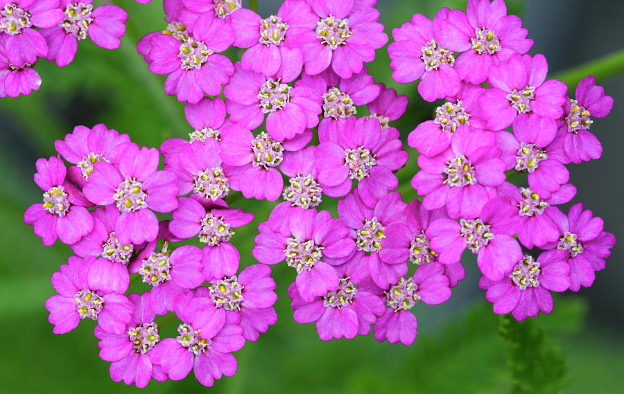 Achillea pretty Belinda Photograph by Science Photo Library Achillea pretty Belinda Photograph by Science Photo Library