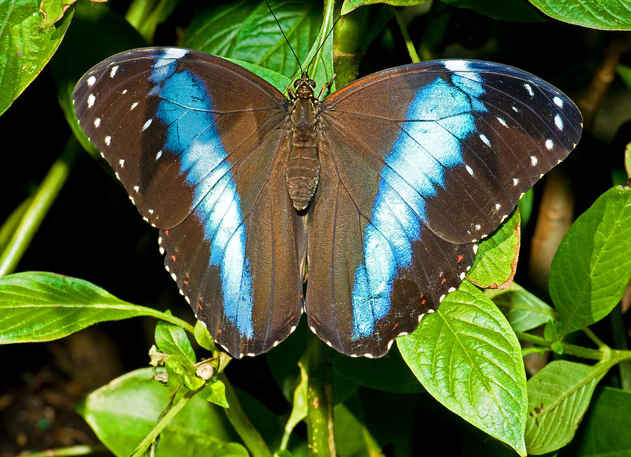 Achilles Morpho Butterfly Photograph by Millard H. Sharp