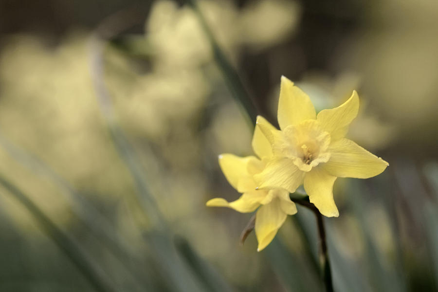 Acid Washed Daffodils Photograph by Robert Camp