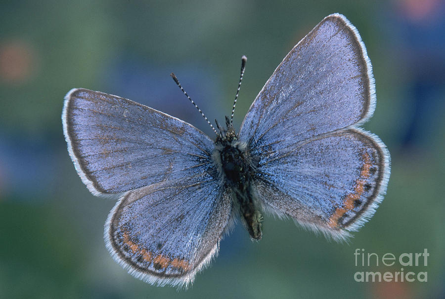 Butterfly Photograph - Acmon Blue Butterfly Plebejus Acmon by Kjell B Sandved