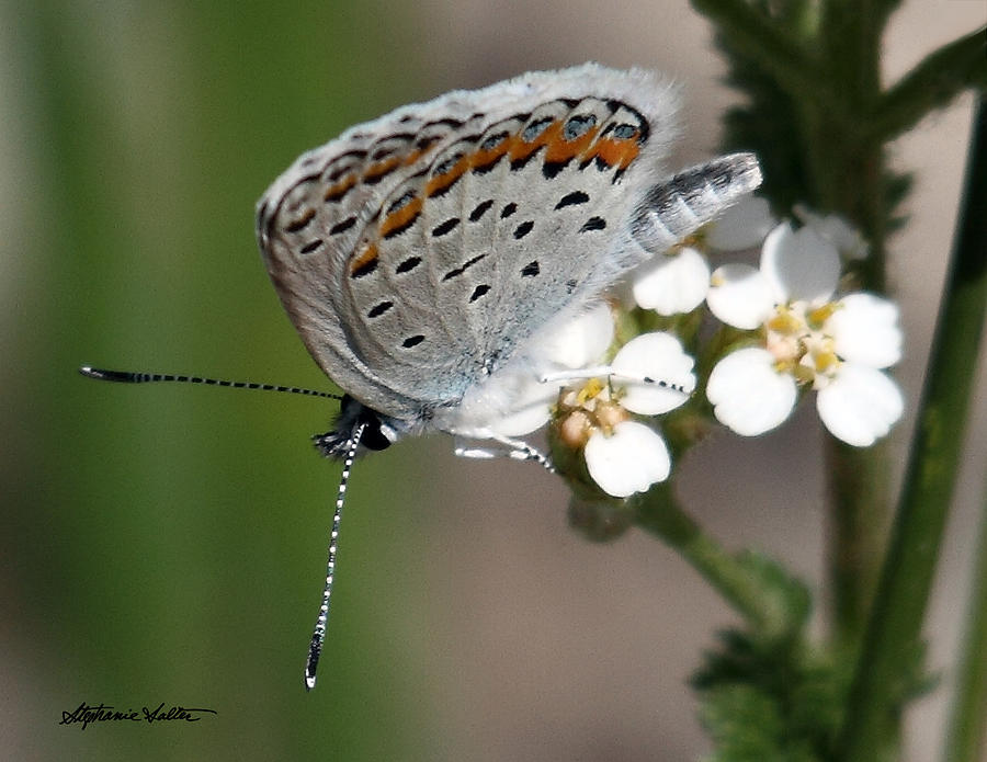Acmon Blue Butterfly Photograph by Stephanie Salter