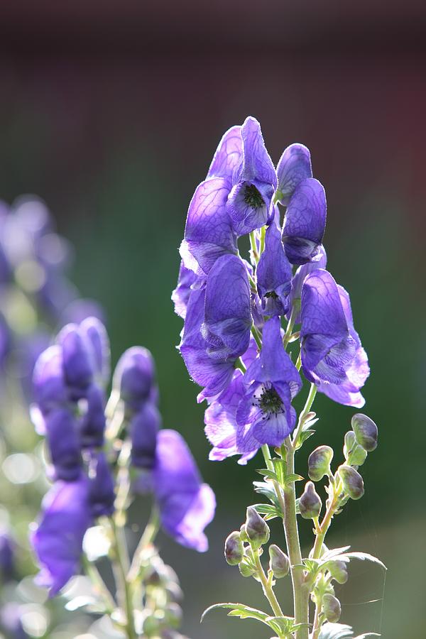Nature Photograph - Aconitum by Mark Severn