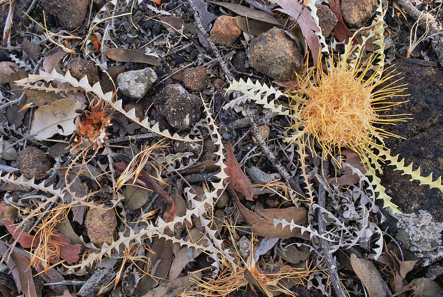 Acorn Banksia On The Desert Floor Photograph by Gerry Ellis