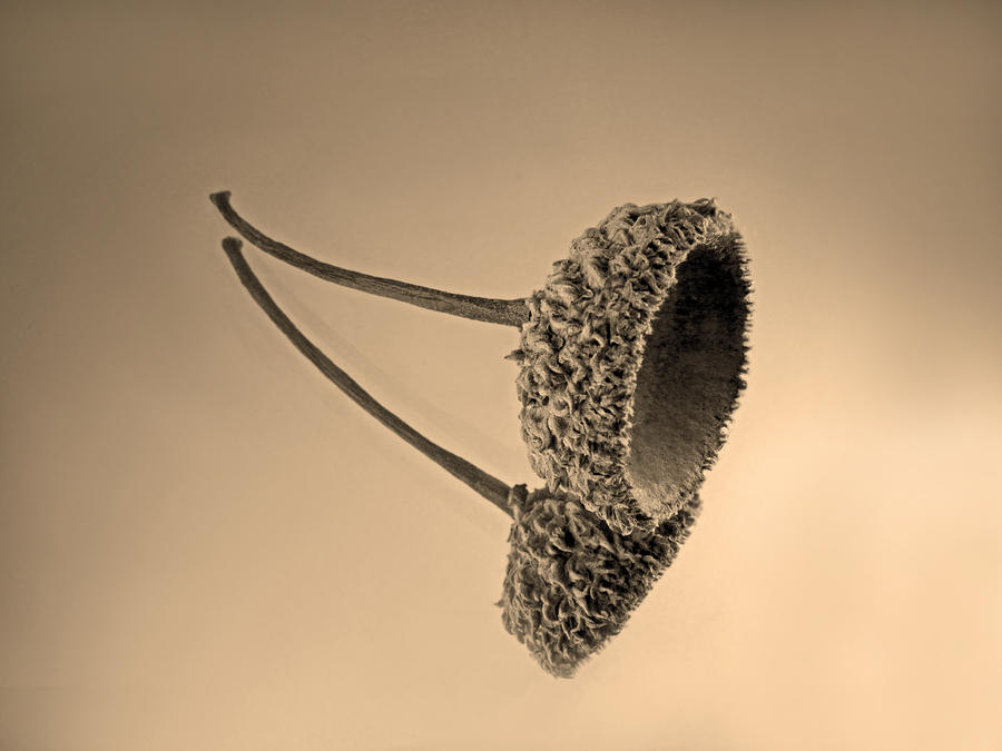 Acorn Photograph - Acorn by Don Spenner