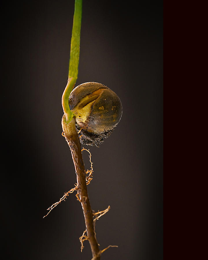 Tree Photograph - Acorn Gives Birth by Don Wolf