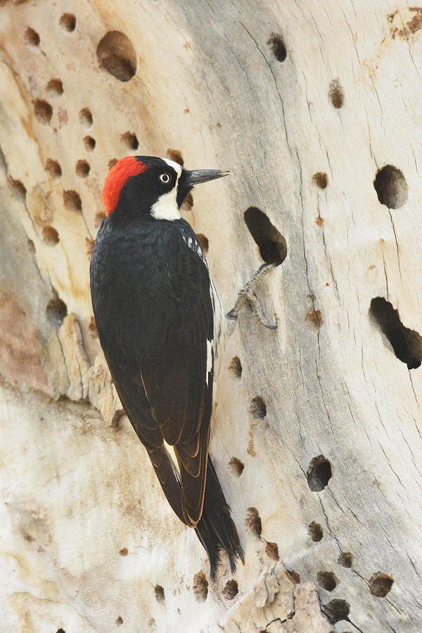 Acorn Woodpecker Photograph by Alan Lenk