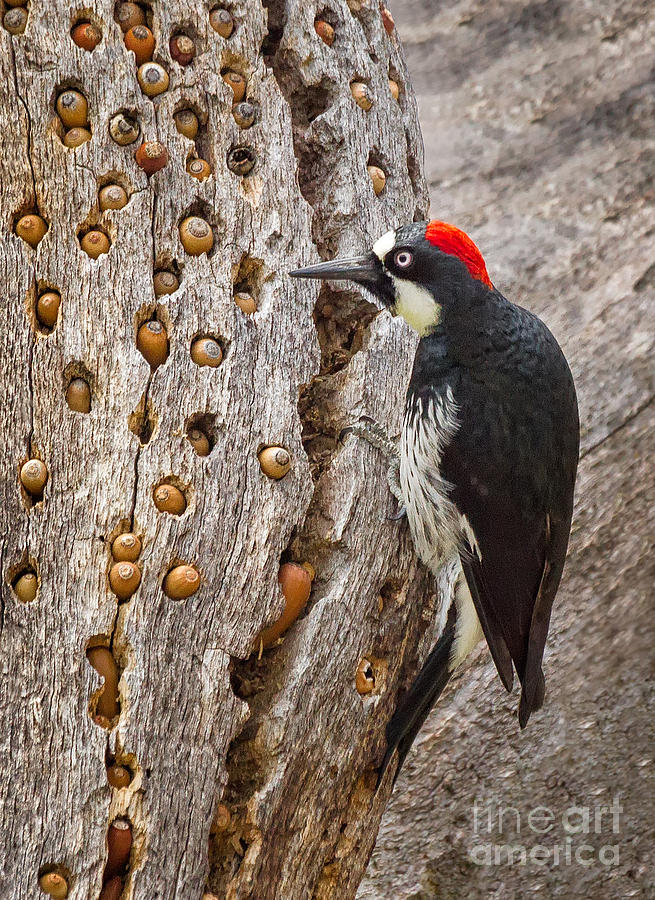 Nature Photograph - Acorn Woodpecker by Alice Cahill