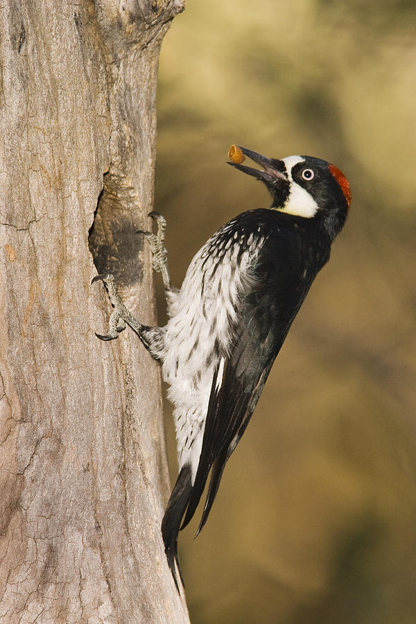 Acorn Woodpecker Bringing Food To Nest Photograph by Tom Vezo