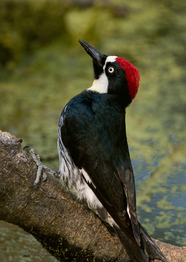 Birds Photograph - Acorn Woodpecker by Doug Herr