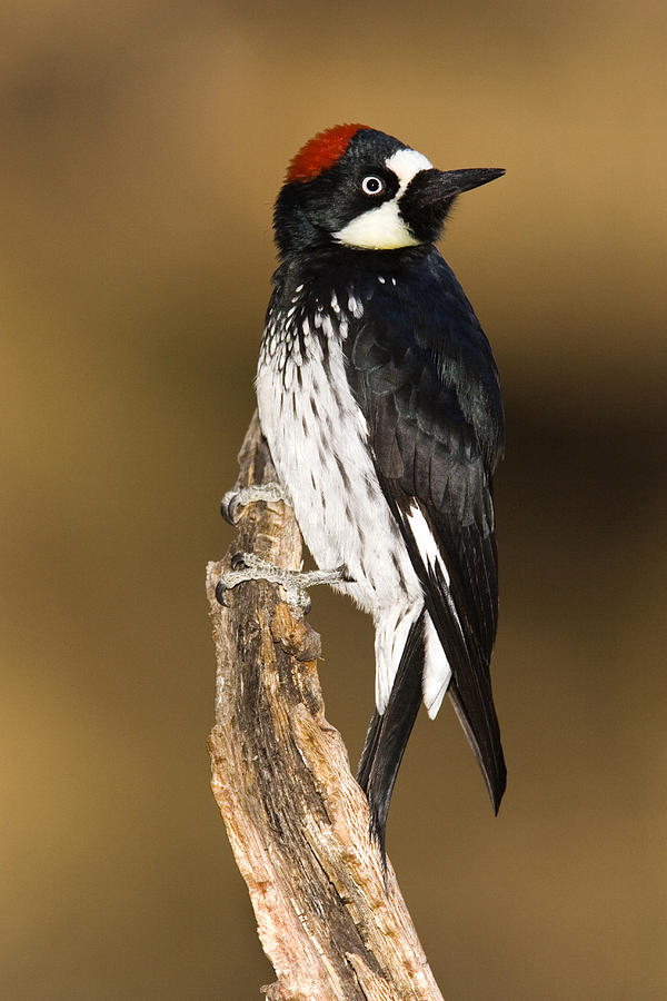 Acorn Woodpecker Female Arizona Photograph by Tom Vezo