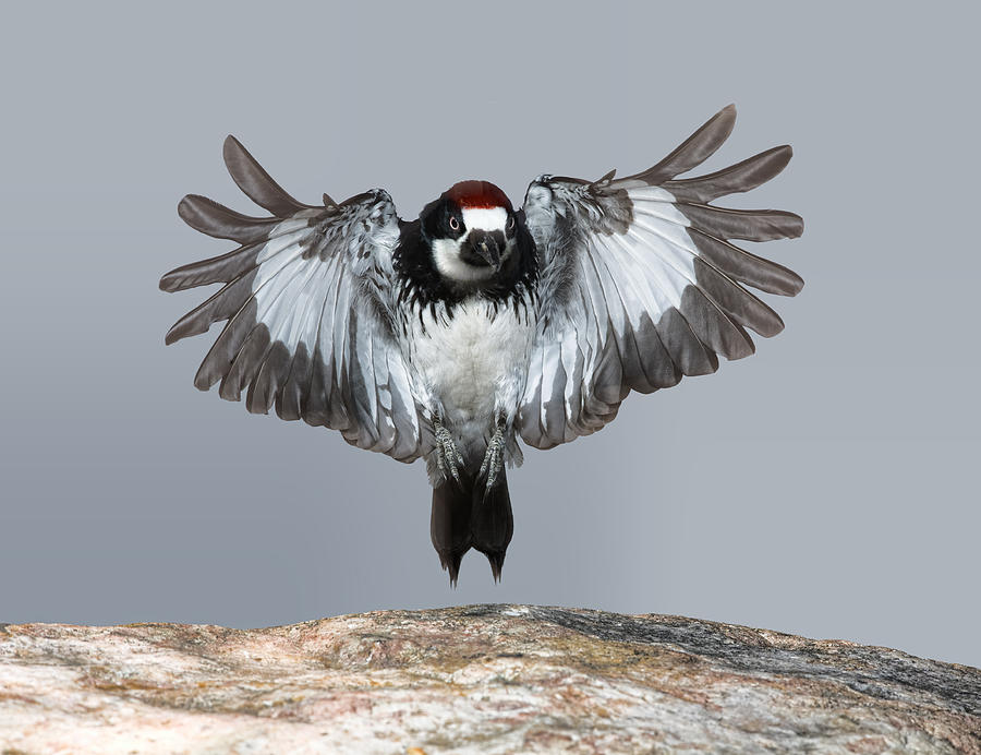Acorn Woodpecker Landing Photograph by Gregory Scott