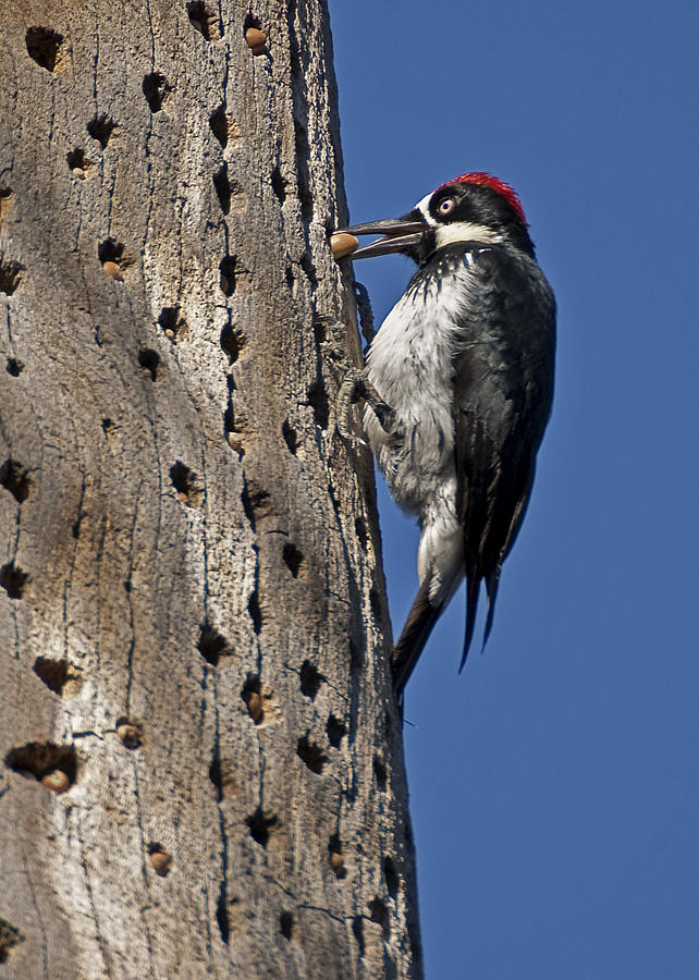 Acorn Woodpecker Photograph by Lee Kirchhevel