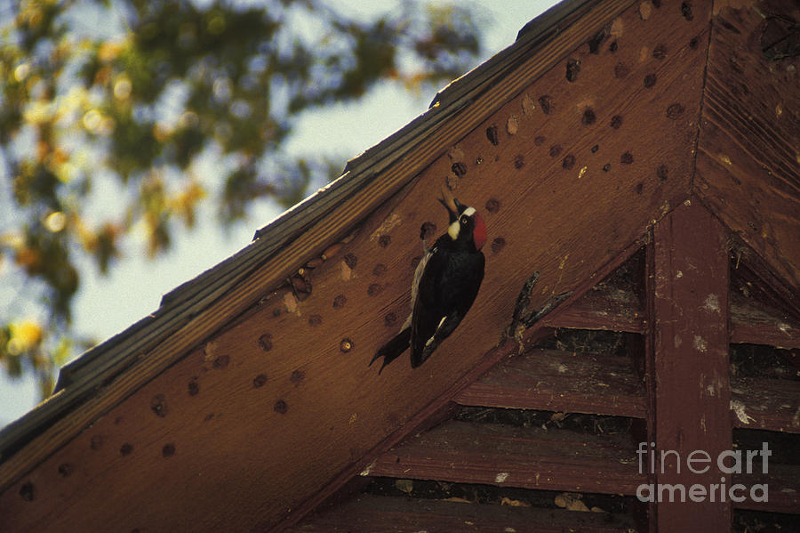 Acorn Woodpecker Photograph by Ron Sanford