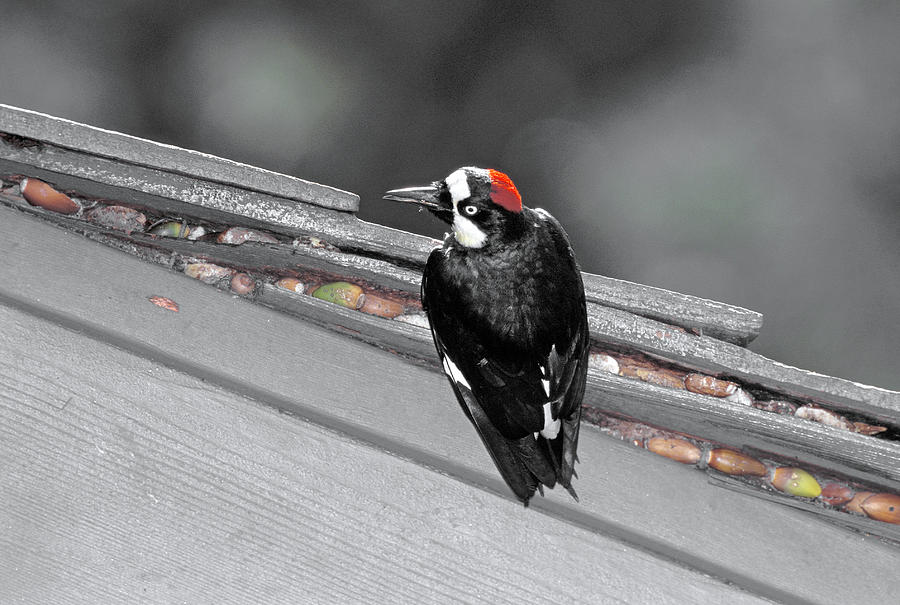 Acorn Woodpecker Storing Acorns Photograph by Richard Hansen