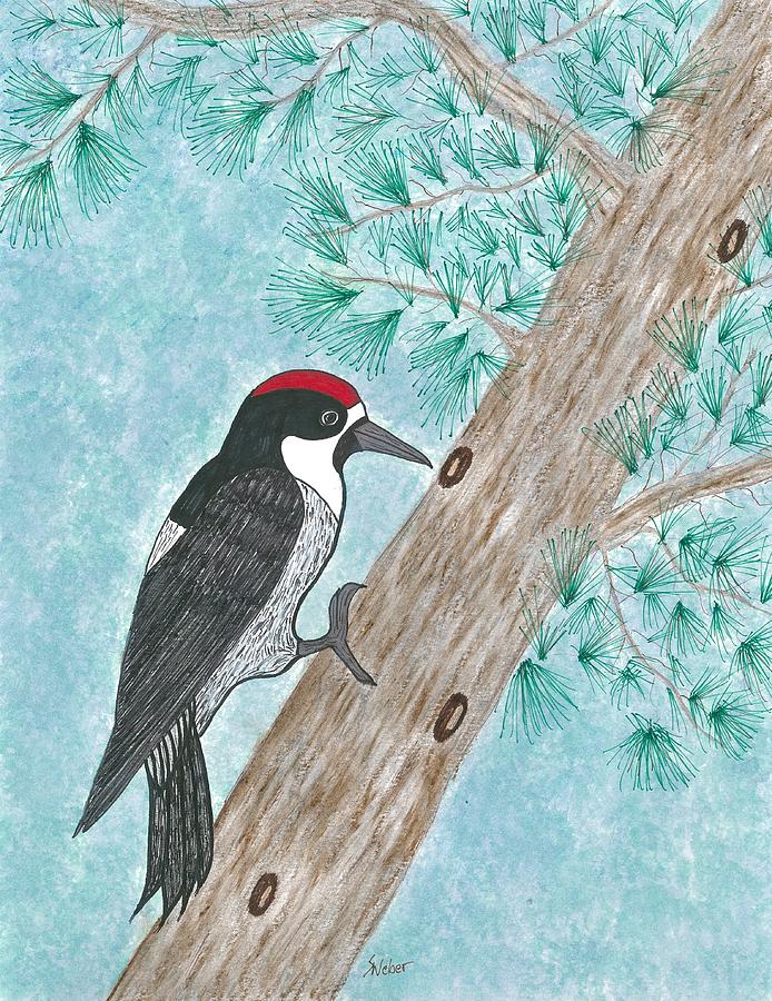 Acorn Woodpecker Painting by Susie Weber