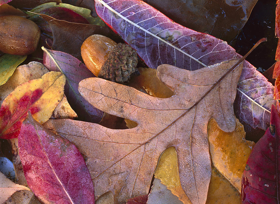 Acorns And Fall Leaves Petit Jean State Photograph by Tim Fitzharris