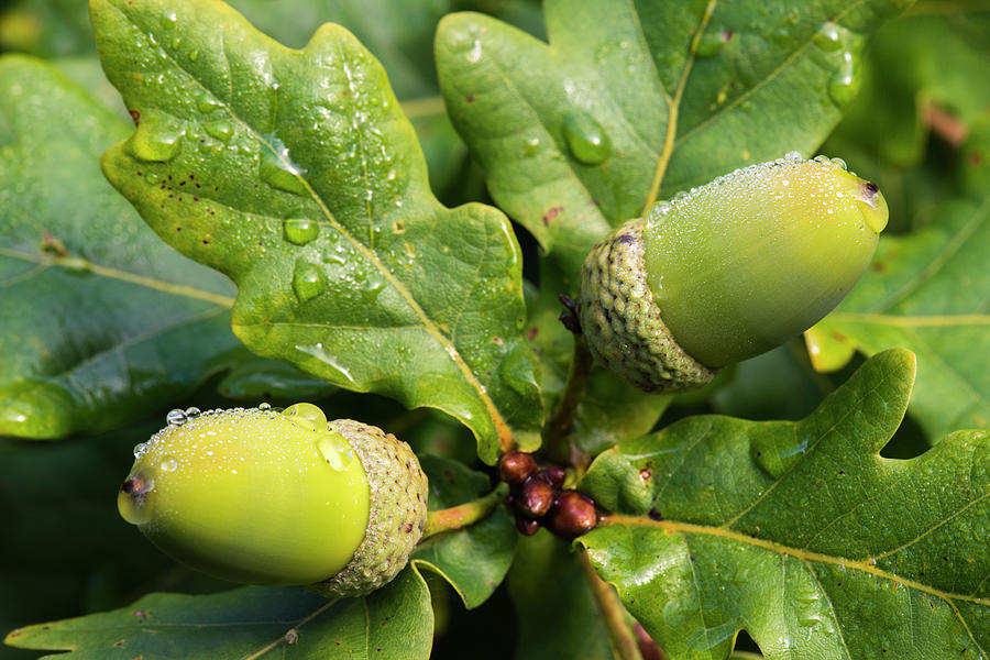 Acorns And Oak Leaves In Morning Dew Photograph by James Warwick