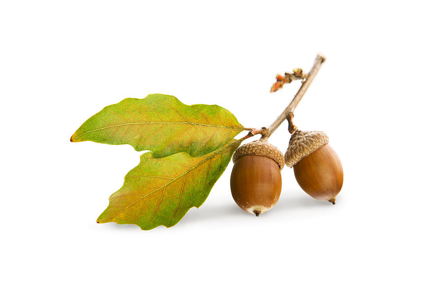 Acorns and Oak Leaves Isolated On White Photograph by GeorgePeters