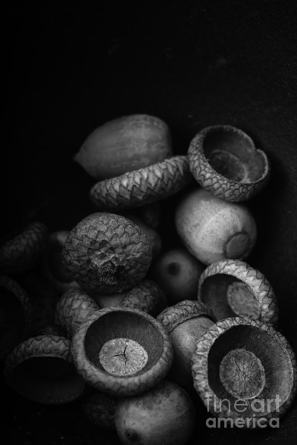 Nature Photograph - Acorns Black and White by Edward Fielding