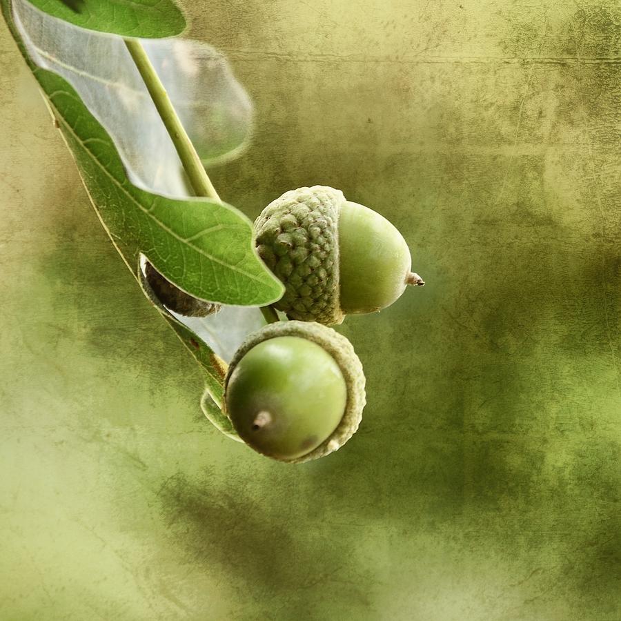 Nature Photograph - Acorns by Gynt